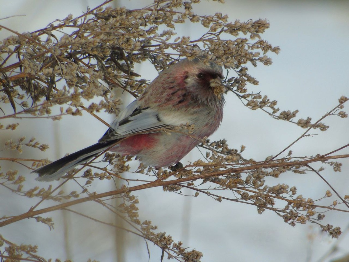    Фото: Лесопожарный центр Красноярского края / Telegram