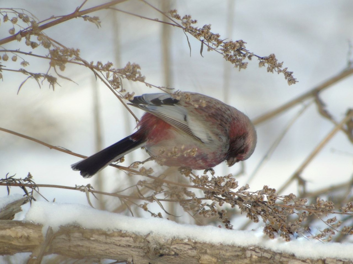    Фото: Лесопожарный центр Красноярского края / Telegram