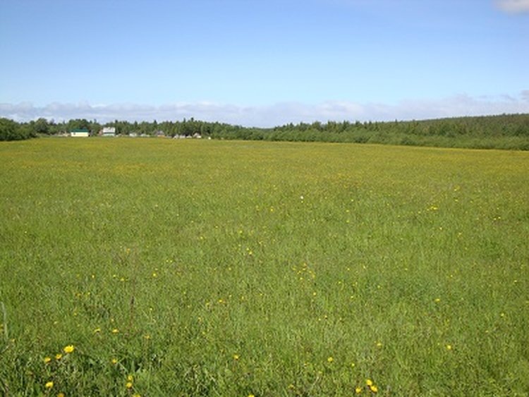    Распространение сорняков в посевах кормовых трав в Мурманской области