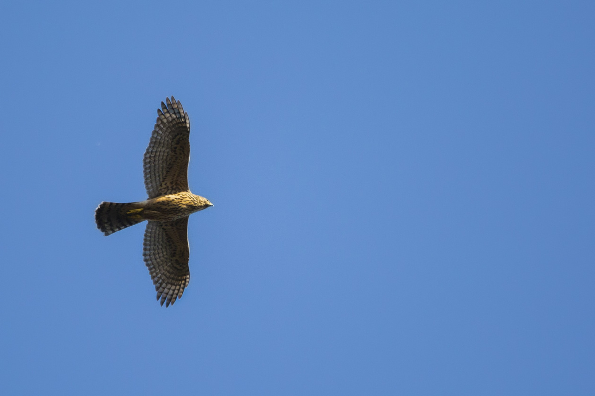 Ястреб-тетеревятник
