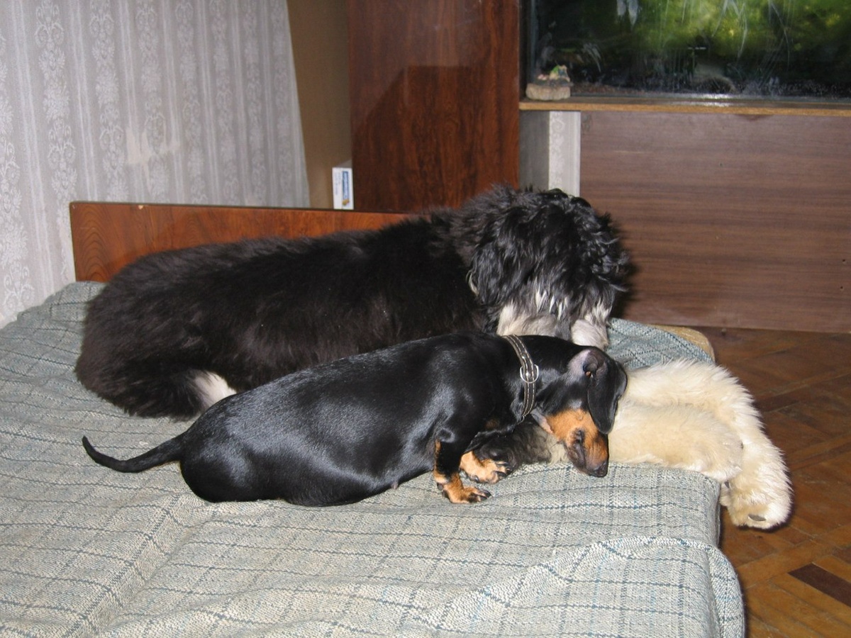 Мои первые осознанные собаки. Афганка Рокси и глубоко беременная такса Янка играют на личном диване