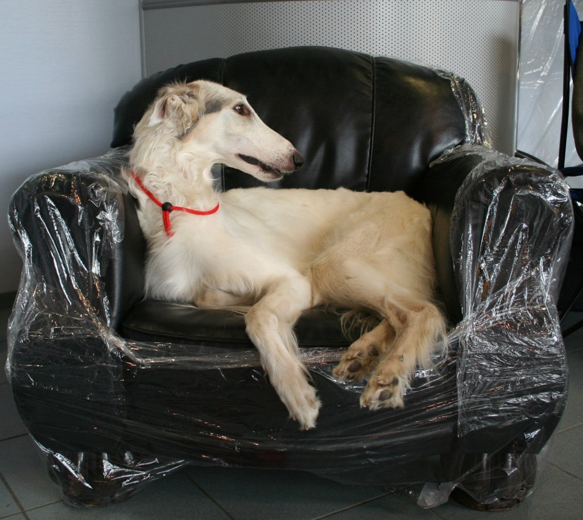 Фото с выставки моё, собачка не знаю чья. Русская псовая борзая