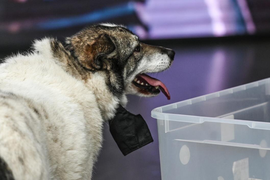 Фото: Сергей Елесин, ИА "Тюменская линия"