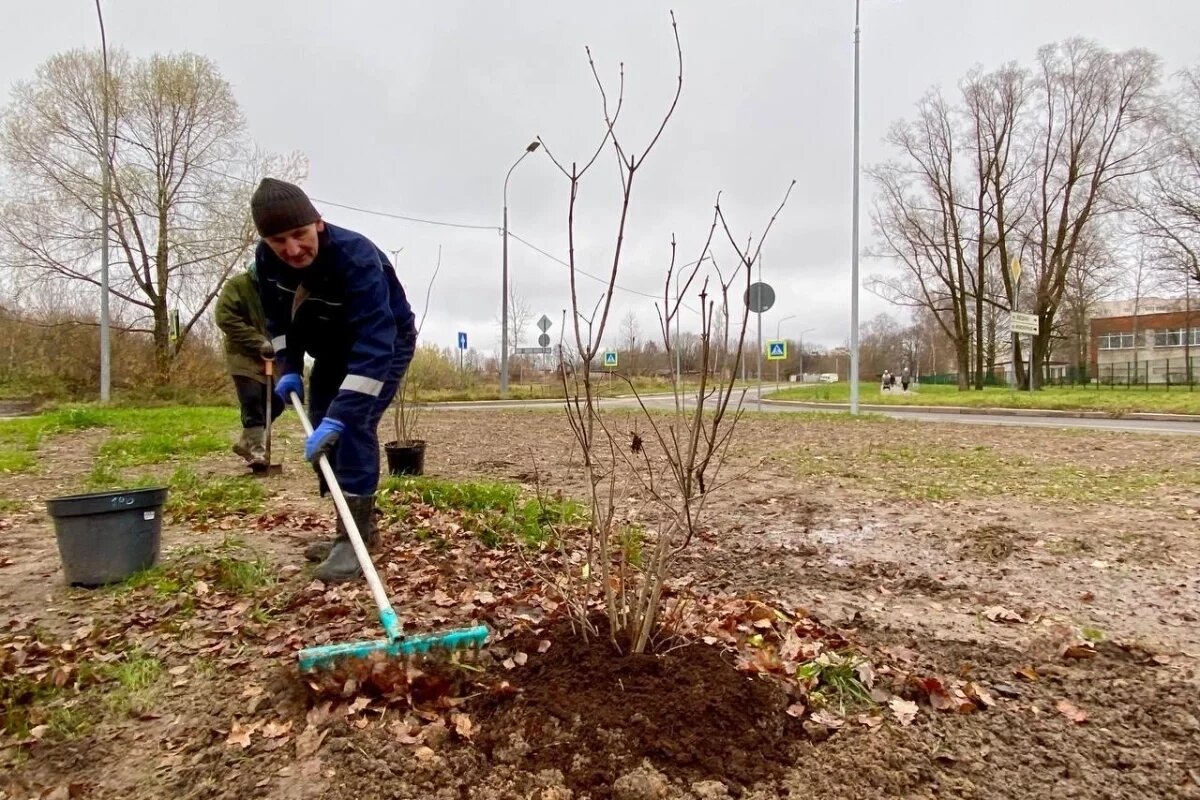    Коллекционный сирингарий заложили в сквере на Сиреневом бульваре в Пскове