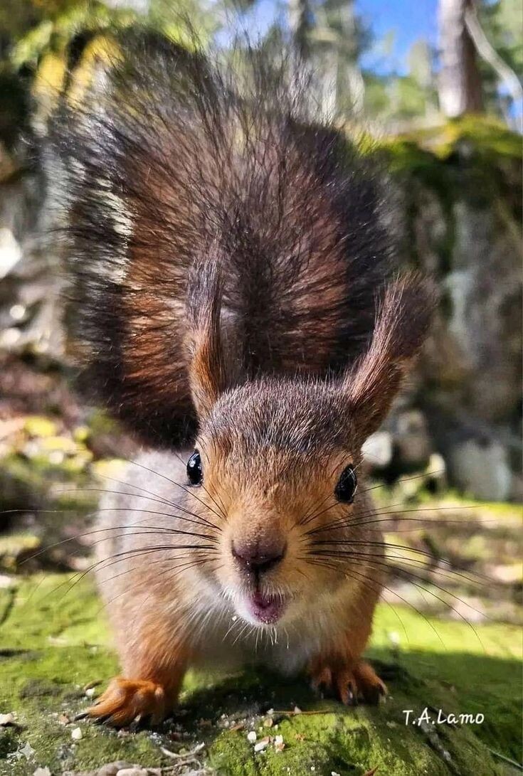 Источник фото: https://i.pinimg.com/736x/7f/b2/2a/7fb22ab9815618c486f50907509f49e2.jpg