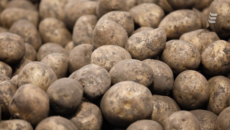      Фото: Дмитрий Ахмадуллин / / ИА «Победа26»