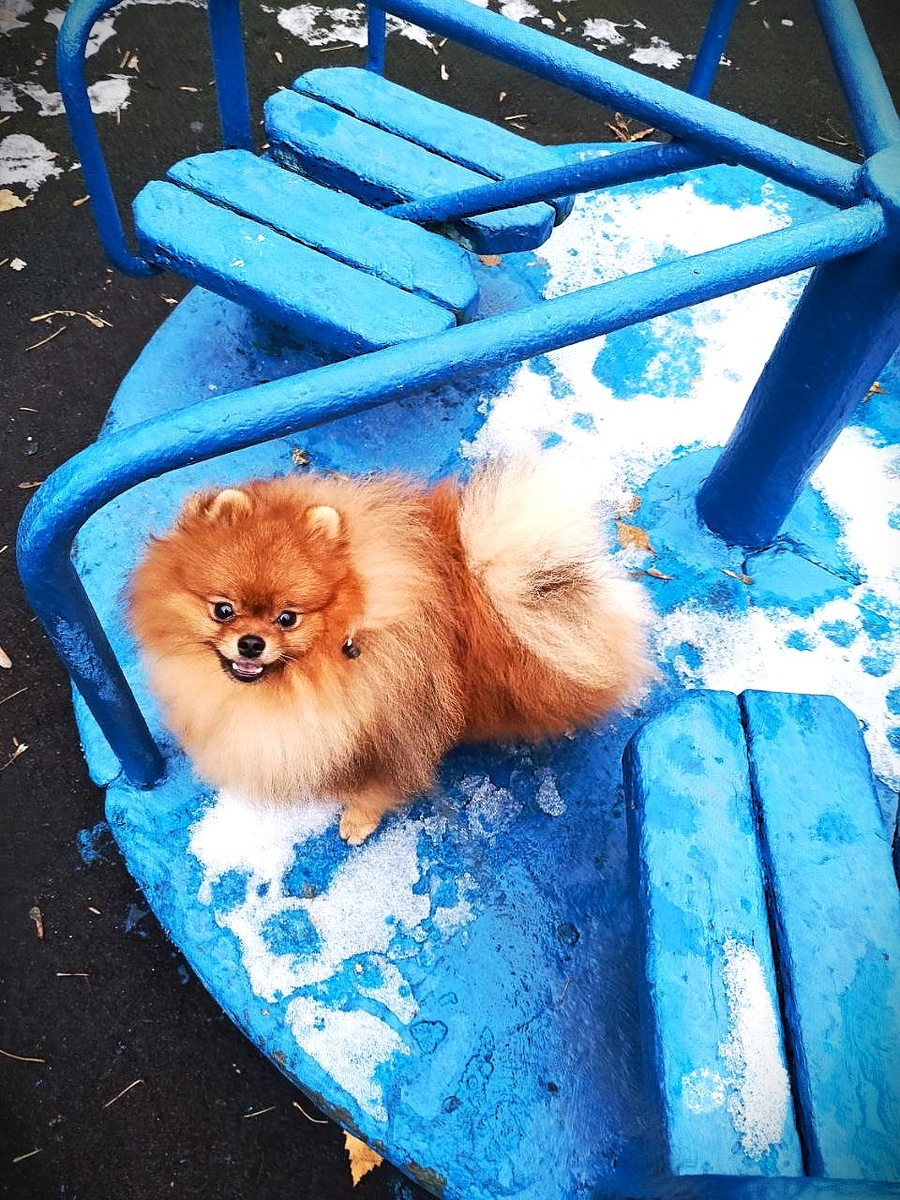 "Май" - Померанский шпиц - Владелец Билецкая Надежда