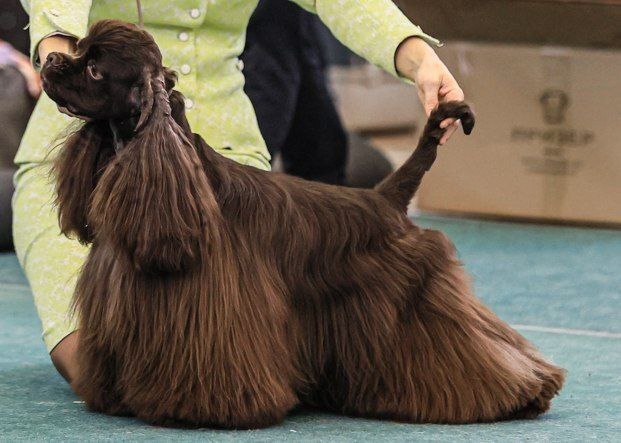 Собака-барабака