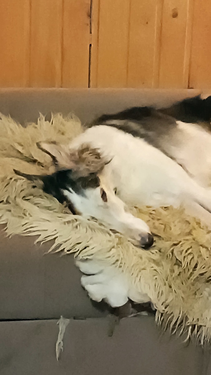 Любительница помыть лапы в миске с водой