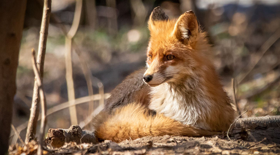    © Пресс-служба Мэра и Правительства Москвы 