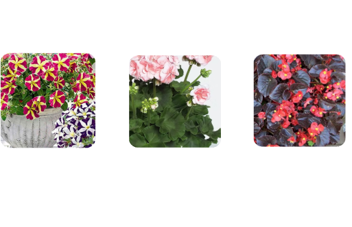 Петуния. Герань. Бегония