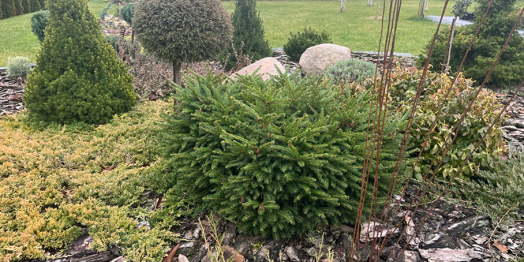 Можно ли выращивать ель Нидиформис в горшке?