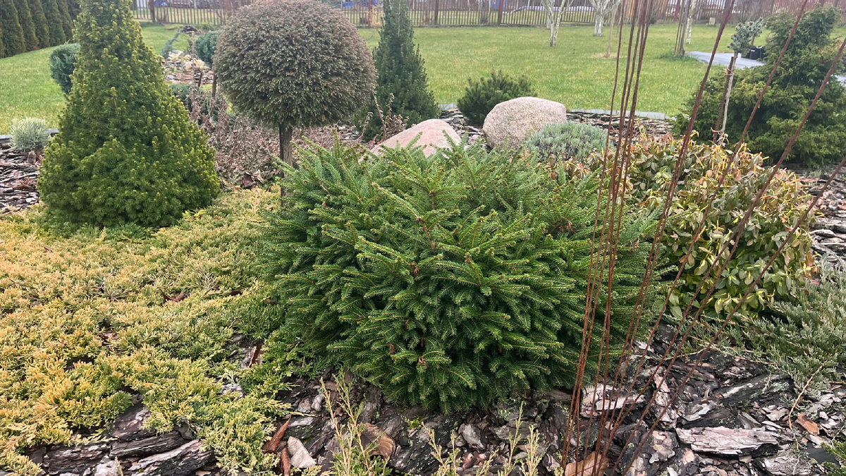 Ель Нидиформис по центру в круглой клумбе