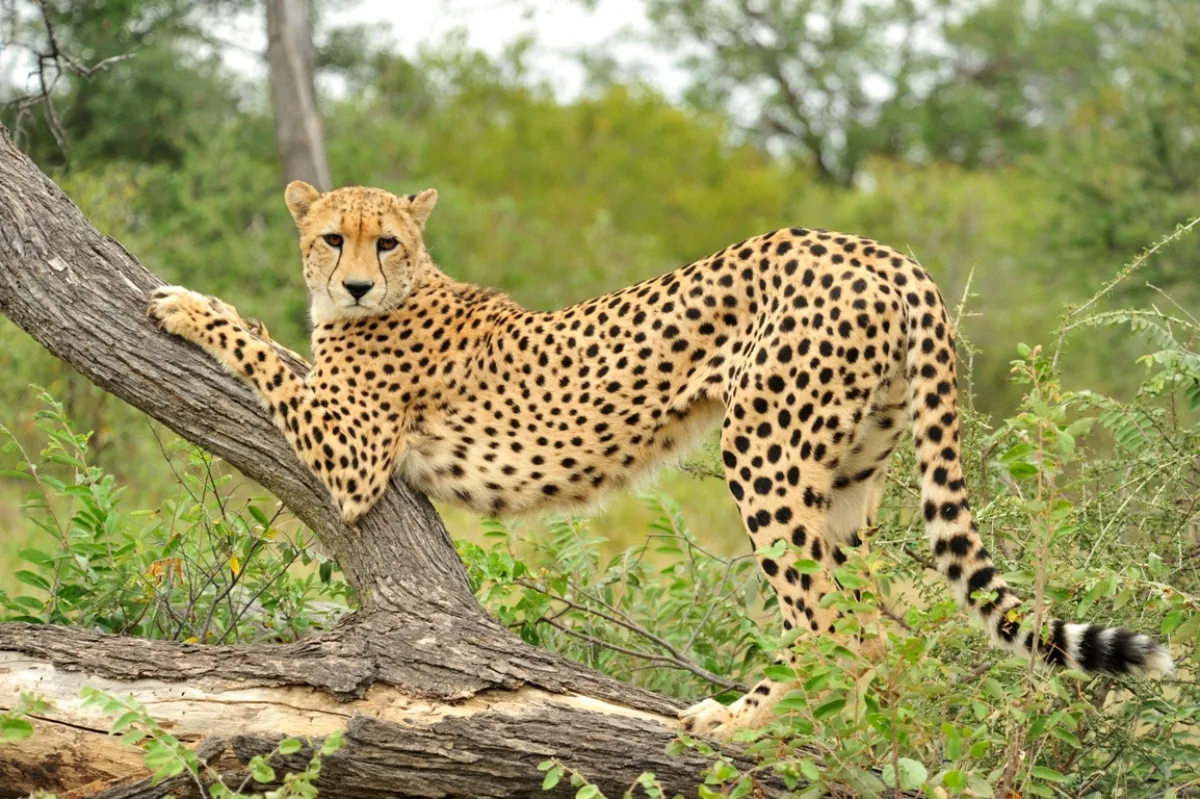 Фото с shutterbug.com