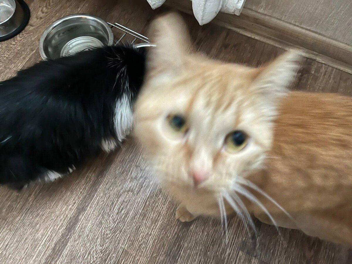У кота шок в шоке. 