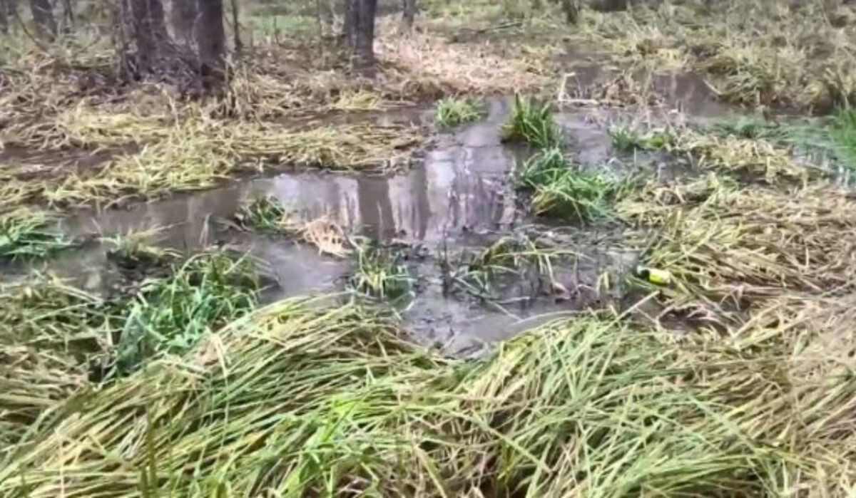     Водоем. Источник: vestivrn.ru Автор фото: Скрин видео