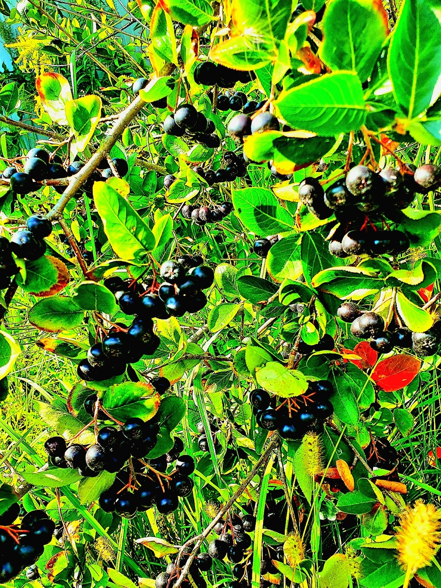 Арония черноплодная