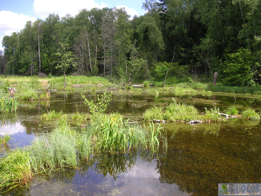 Пруд в Калашникове Хуторе