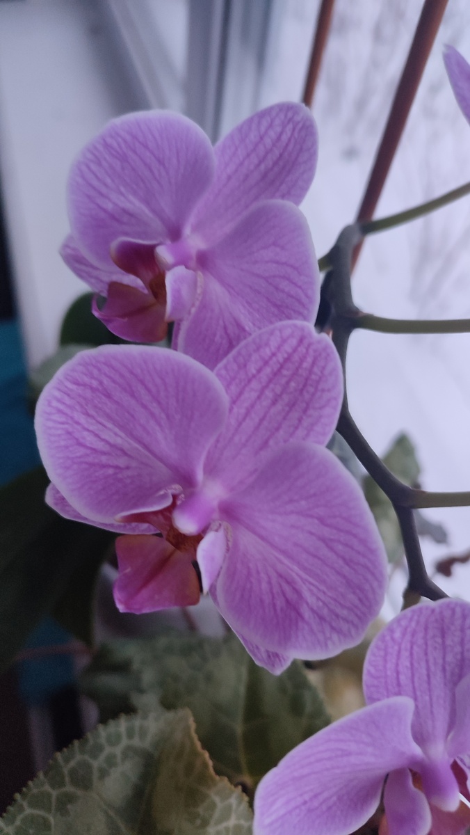 Мой Фаленопсис до сих пор цветёт. 