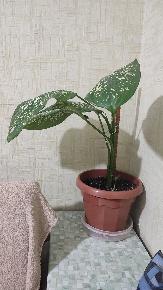 Теперь он выглядит так . 