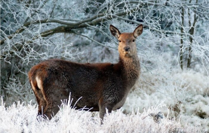 Кабаргу пробовали разводить в неволе – ничего не вышло / Фото: pxhere.com