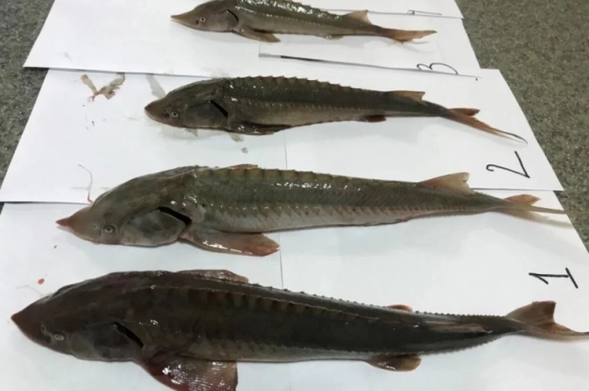    В Минприроды пересчитали краснокнижных животных из Новосибирской области