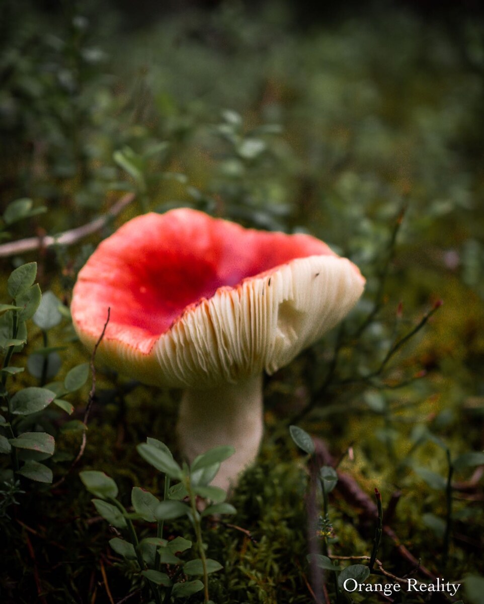 По дороге к лабиринту...