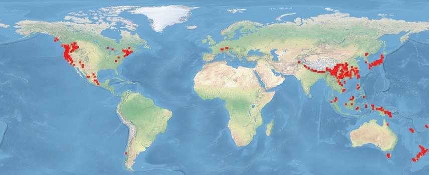 Центры разнообразия хвойных