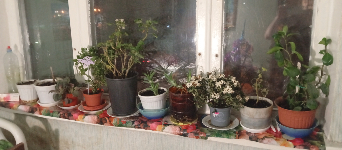 Удобрения для растений