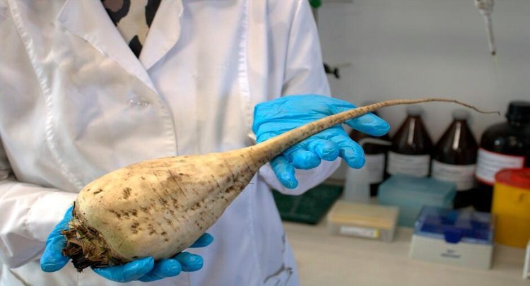    Какое качество у кубанской сахарной свеклы урожая 2024