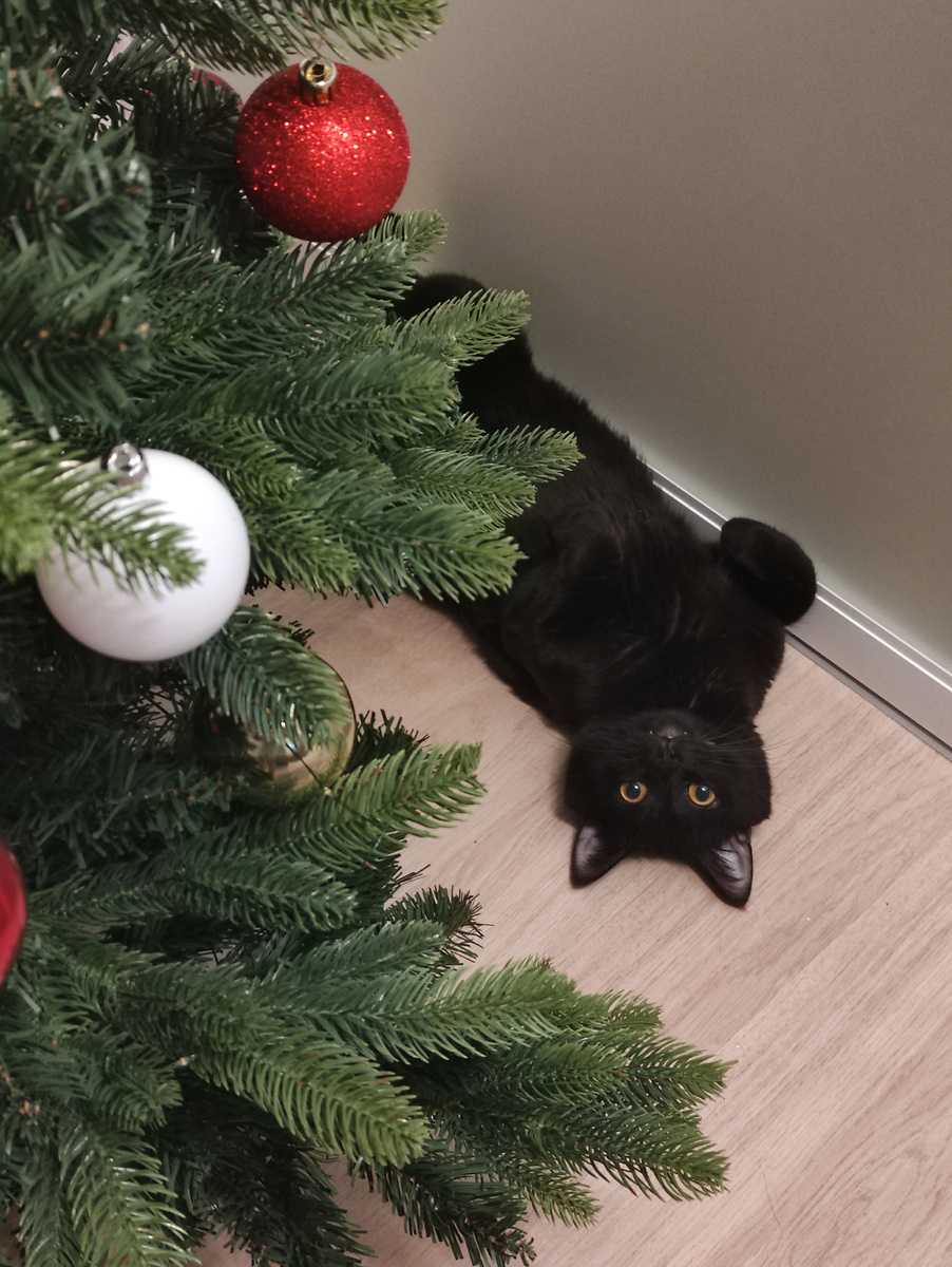 Новогодний котик передает привет