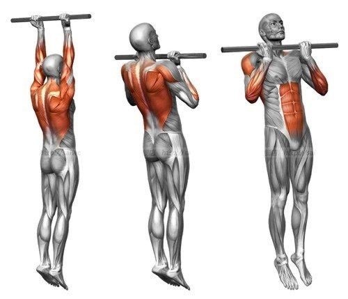 Какие мышцы используются при подтягиваниях