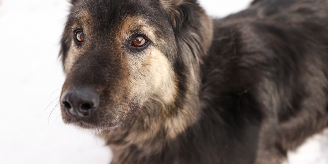 Впечатлительный и добрый десятилетний пёс ждёт свою любящую семью, которая будет бережно обращаться с ним: Сёмушка