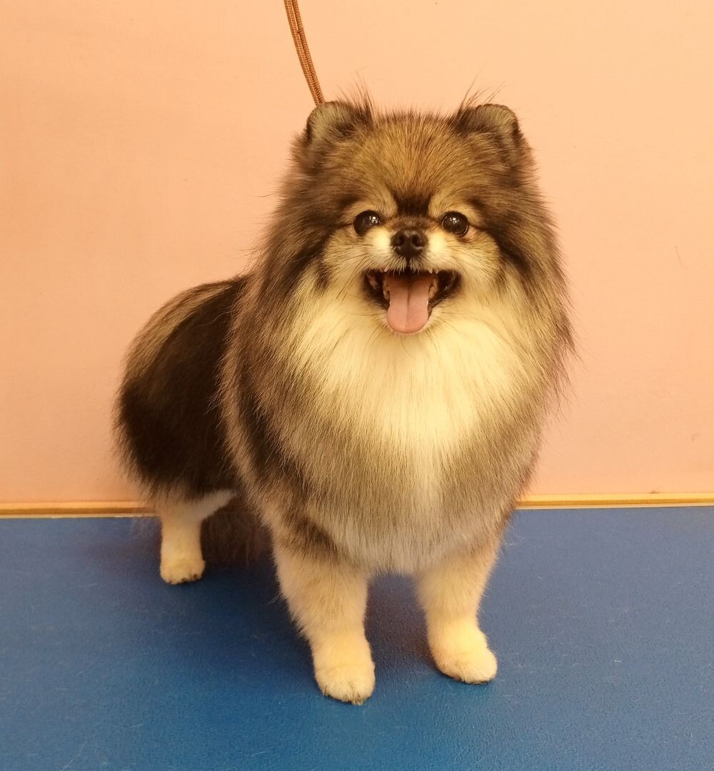 Фото: груминг салон Pet Spa, Архангельск