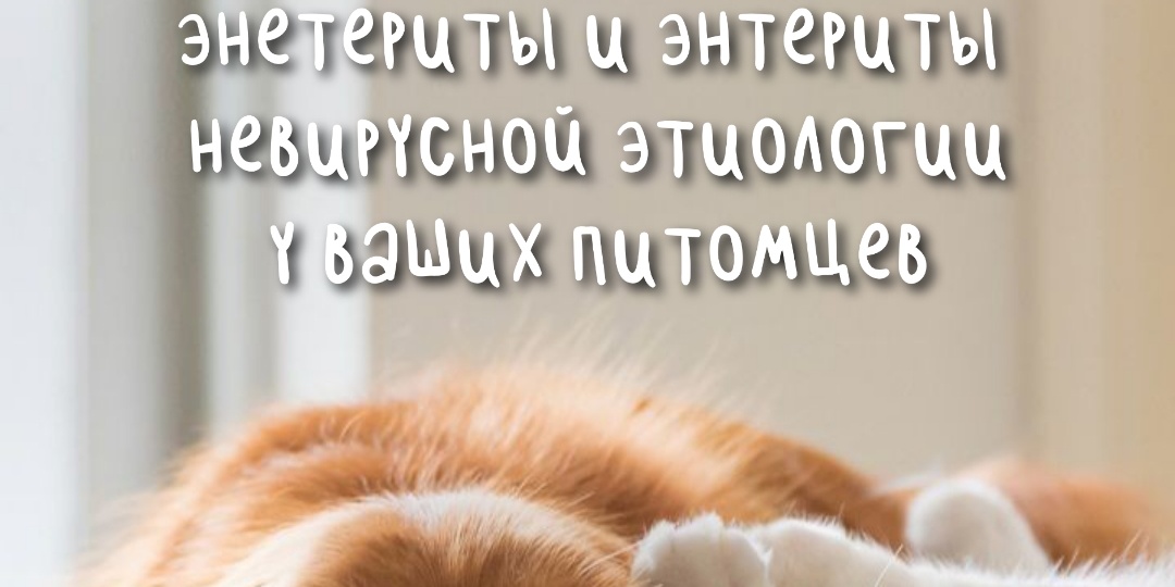 Три угрозы для вашего питомца: коронавирусные, парвовирусные энетериты и энтериты невирусной этиологии.