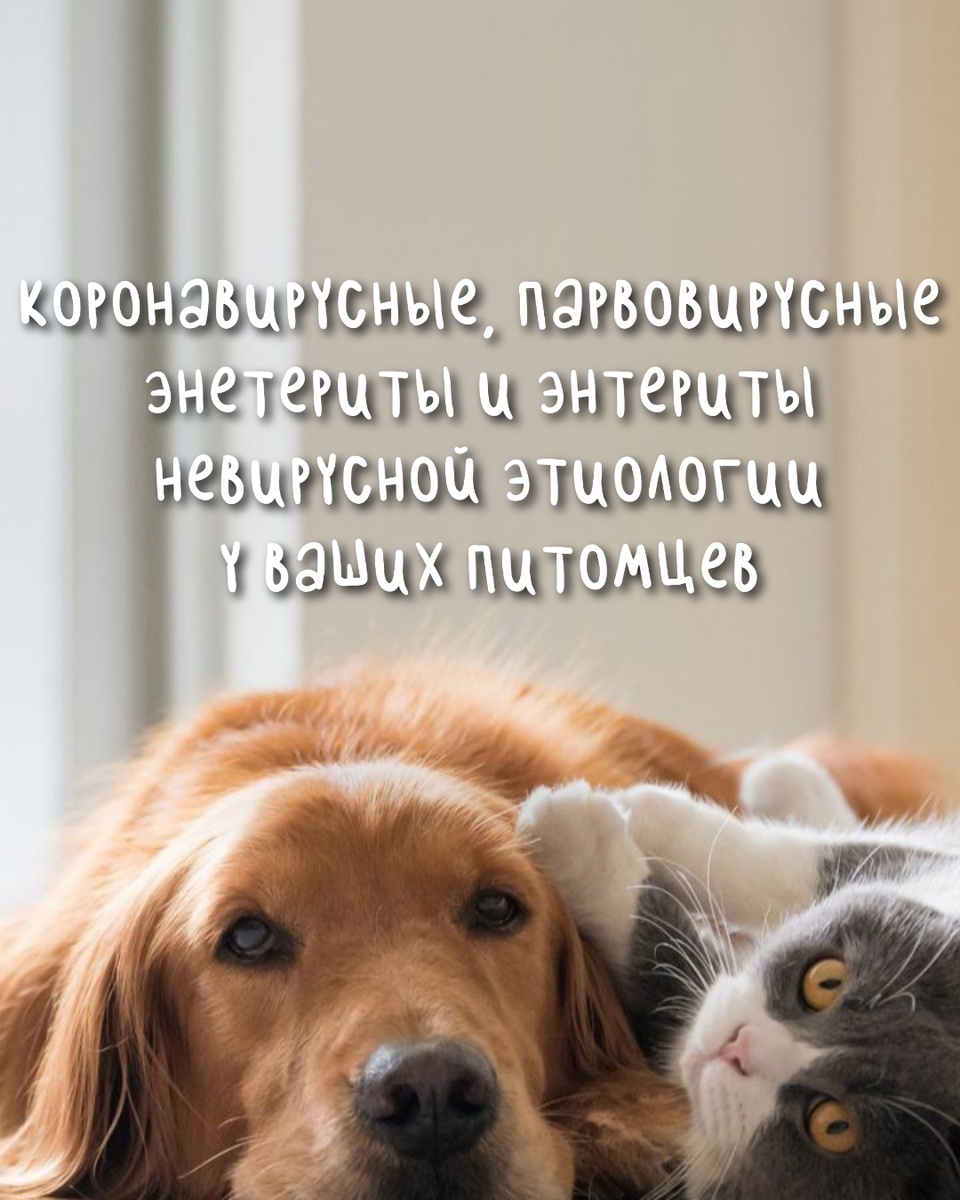 Существует множество заболеваний, ставящих под угрозу здоровье наших любимых питомцев. Среди них особое место занимают энтериты – воспалительные процессы, поражающие кишечник. Поэтому, сегодня мы рассмотрим три наиболее распространенные их формы. 