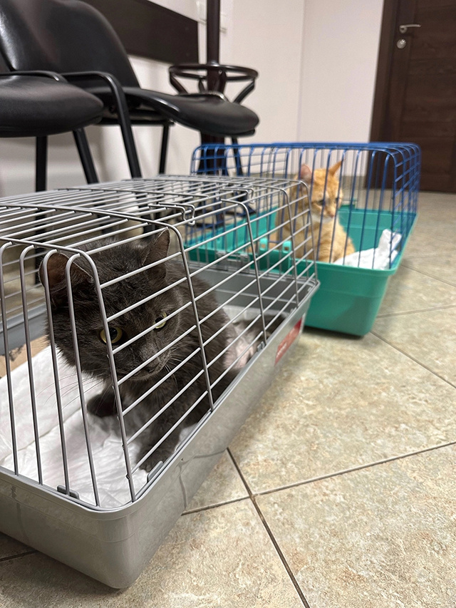 Тверской Бэтмен, бездомный кот, стал символом новогодней акции