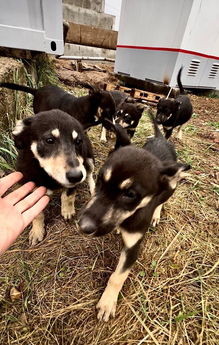 Вот такими мы их нашли в начале октября 2024 г.