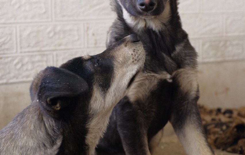 Как пристроить в добрые руки шесть щенков за один день