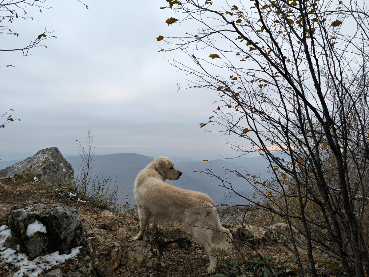 Бесстрашный пёс
