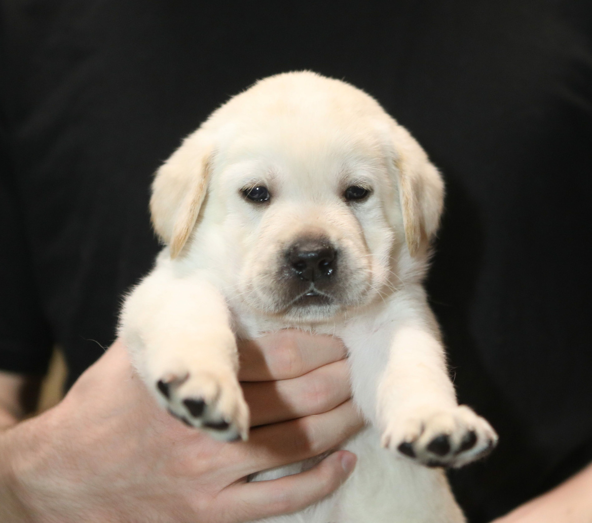 Палевый щенок лабрадора ретривера из питомника ВАЛНЕРИЗ