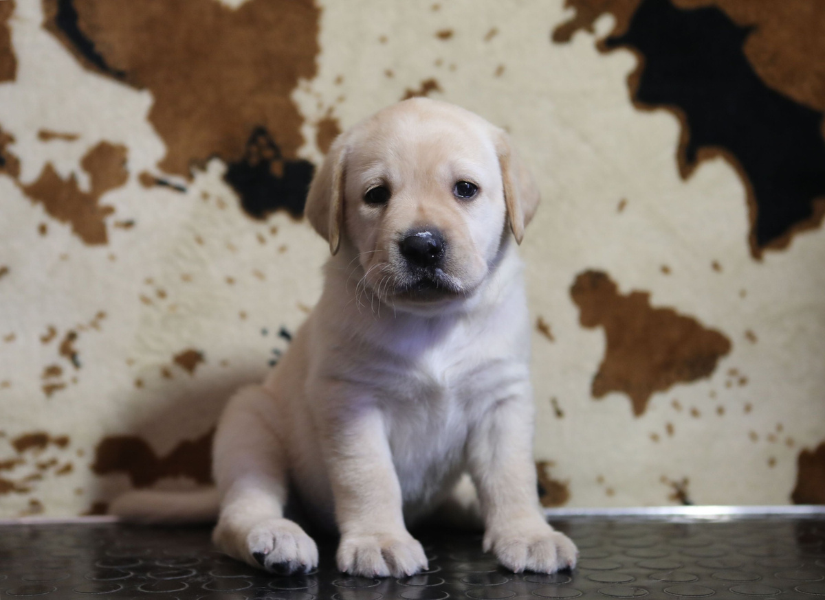Палевый щенок лабрадора ретривера из питомника ВАЛНЕРИЗ
