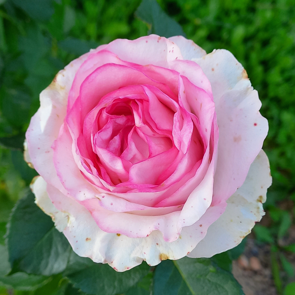 Лето 2024, второе лето для этой розочки.