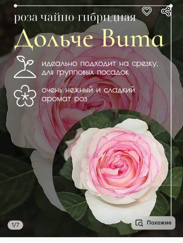 Дольче Вита. Скриншот.