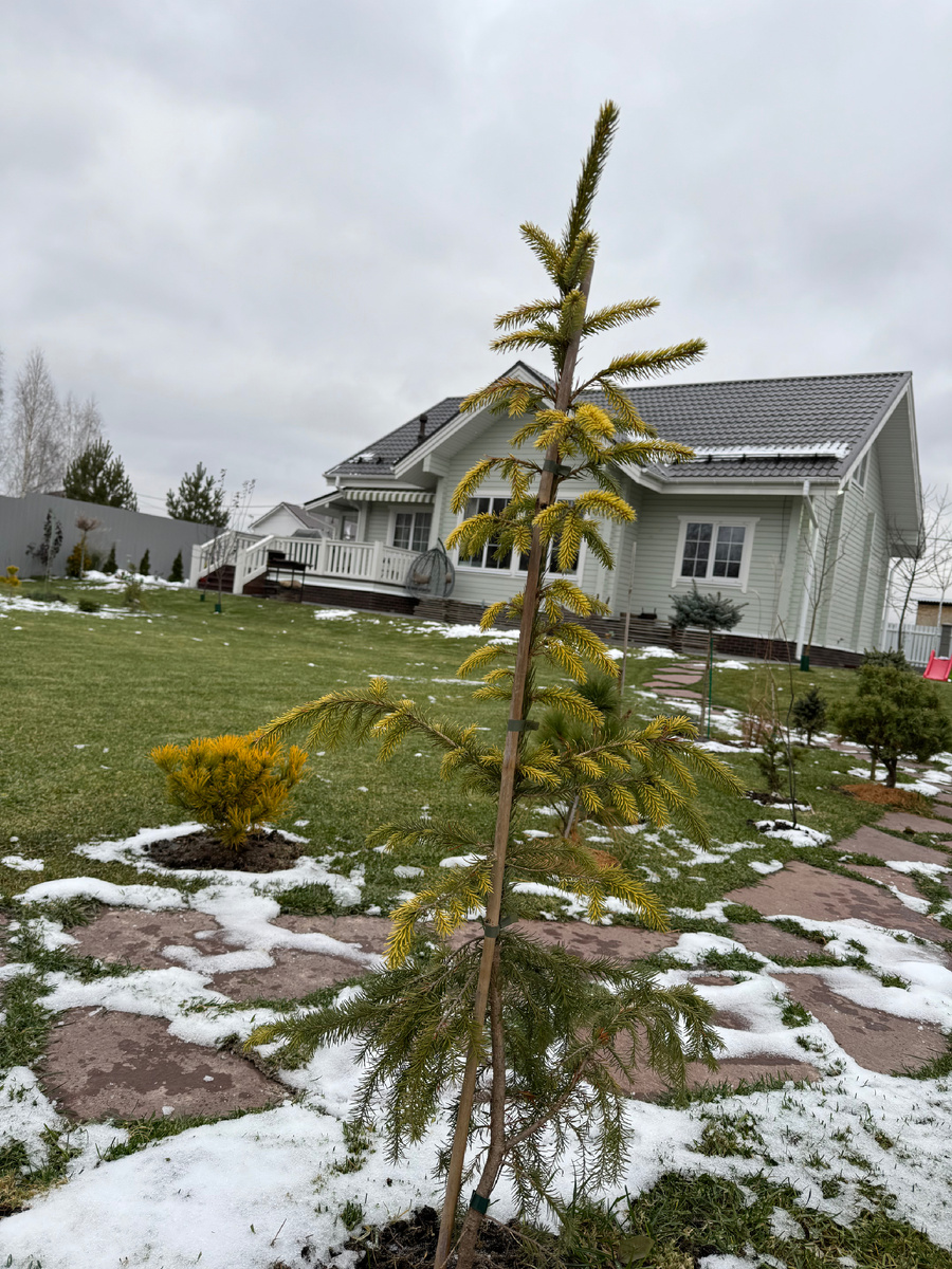 Стоит моя жидкая расавица 