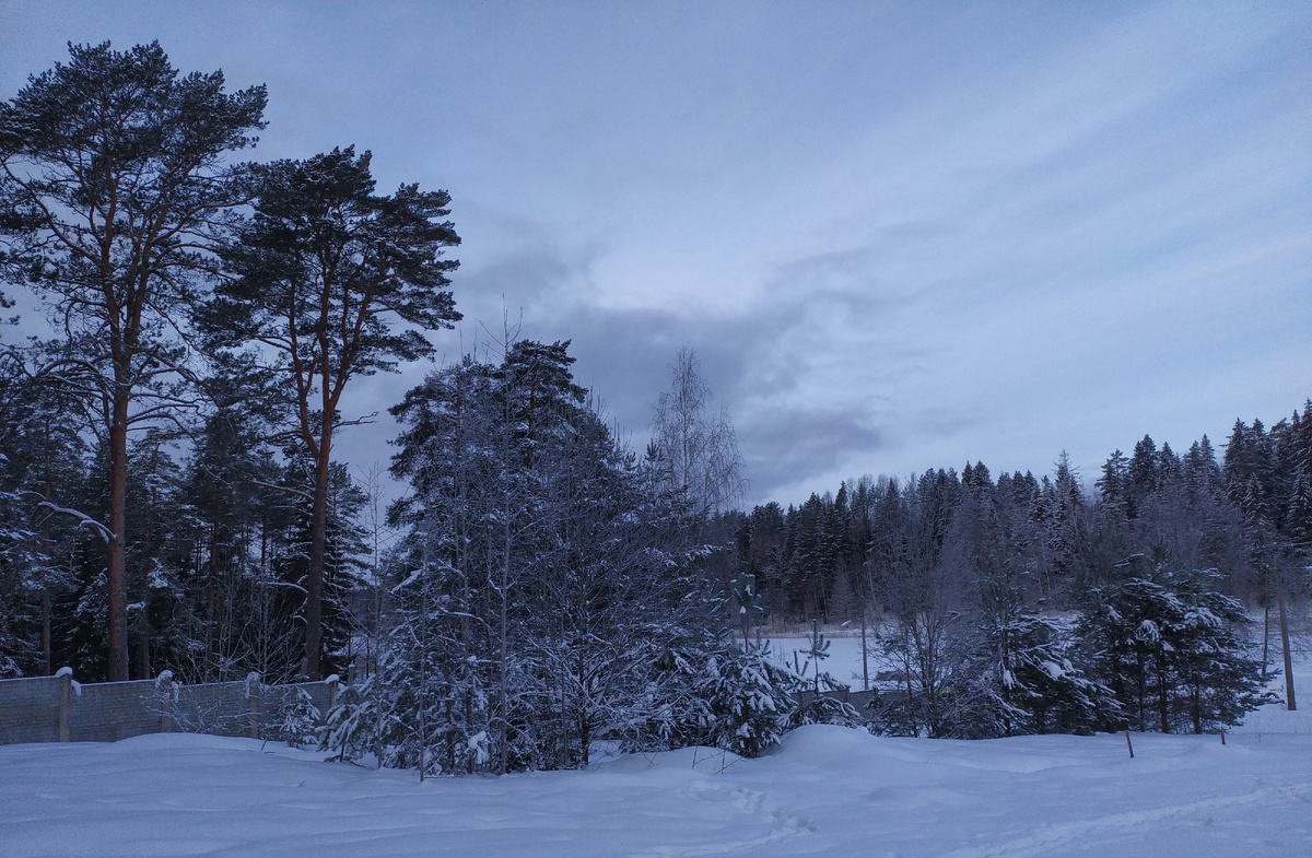 Темный лес. Фото мое