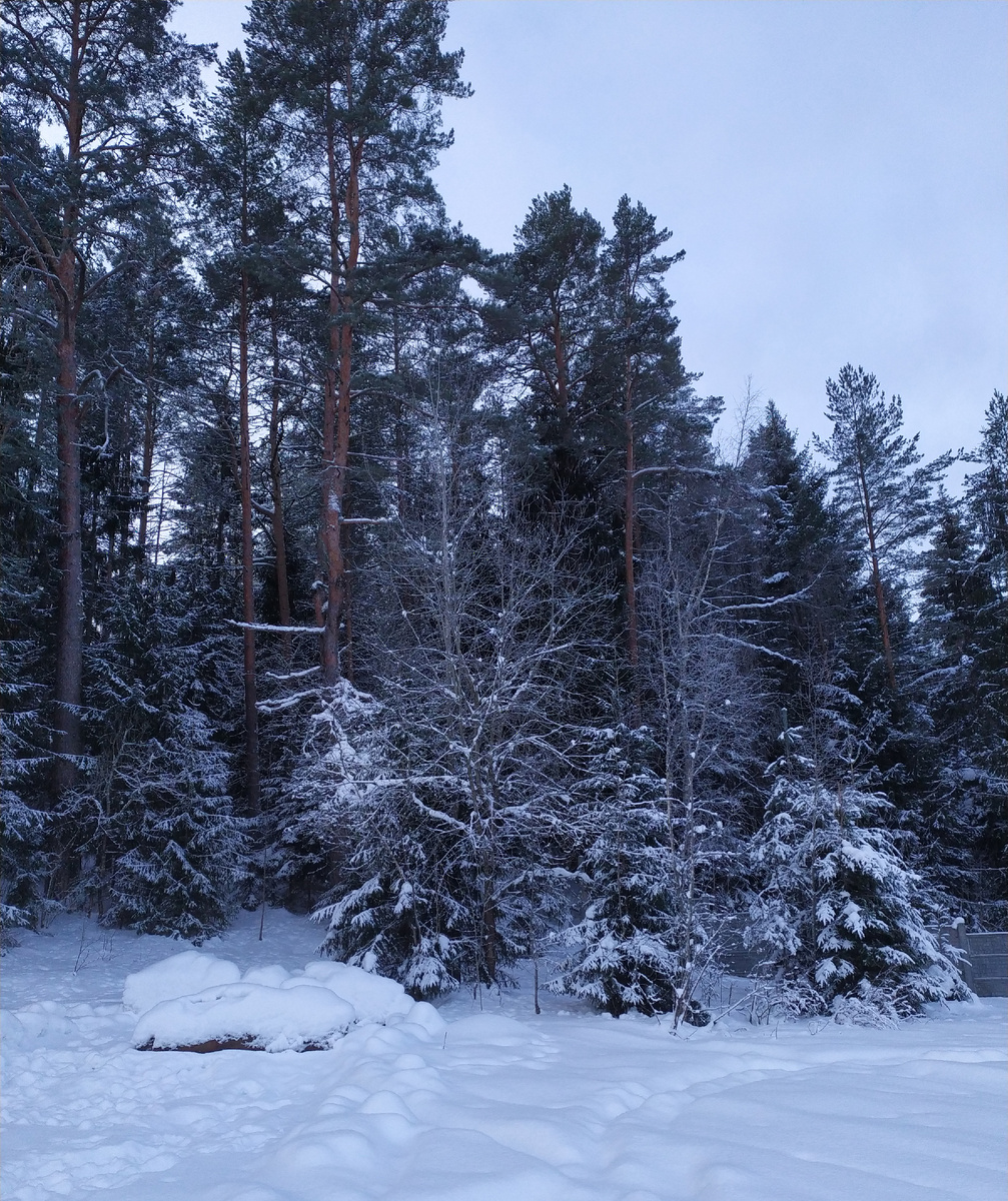 Еще один темный лес