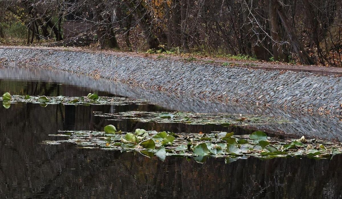     Пруд. Источник: mos.ru Автор фото: Пресс-служба Мэра и Правительства Москвы