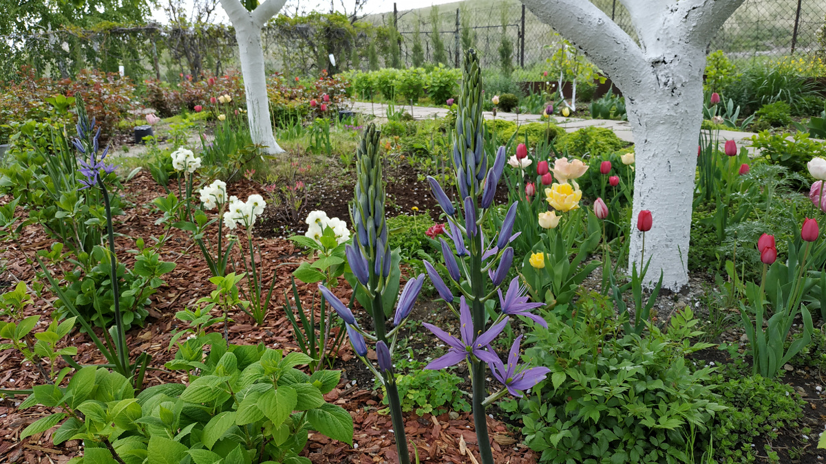 Камассия в нашем саду