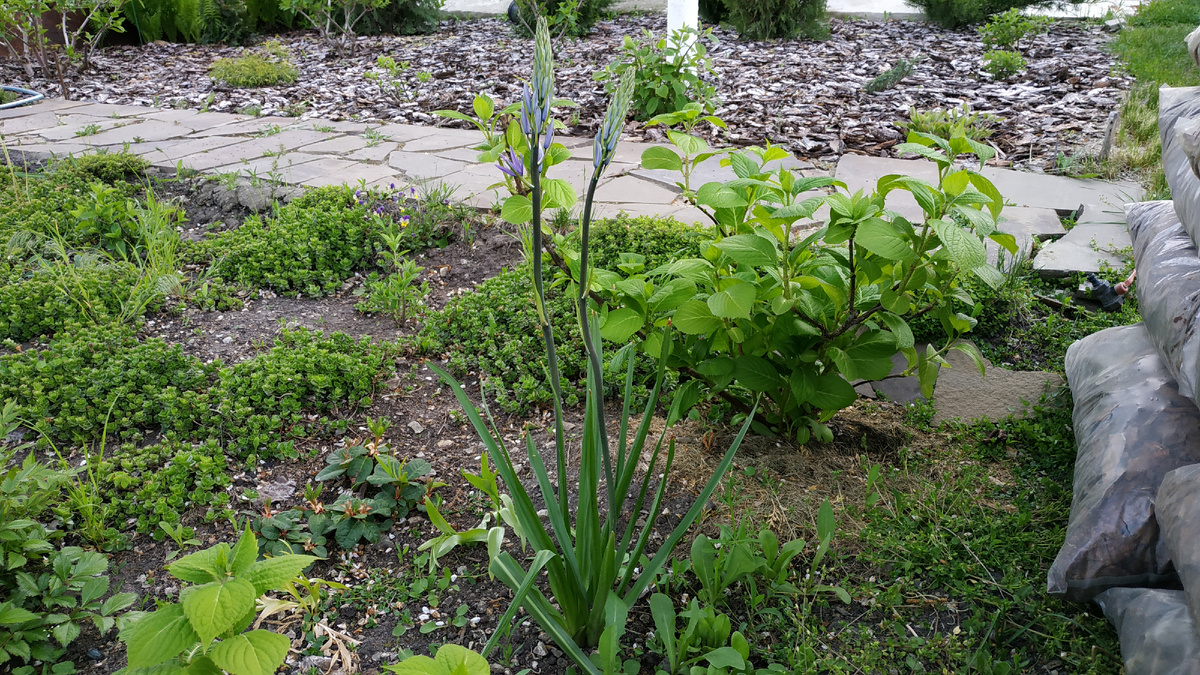 Камассия в бутонах